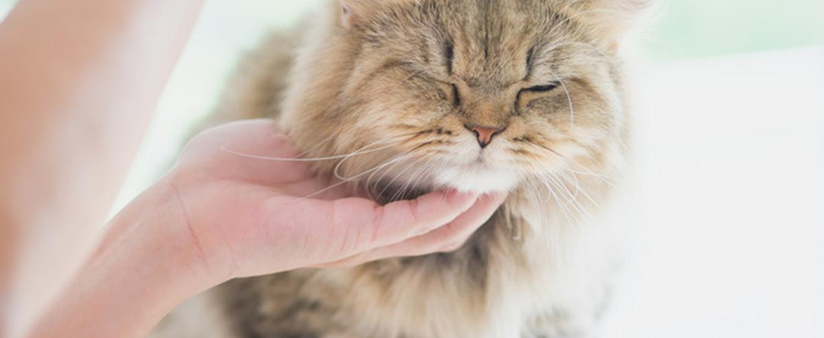 Pentingnya Memperhatikan Penyebab Bulu Kucing Rontok