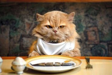 Makanan Manusia yang Boleh Dijadikan Makanan Kucing