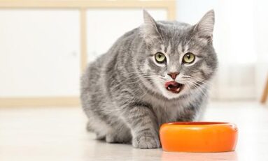 Pelajari Tips Sistem Pencernaan Kucing yang Sehat Ini