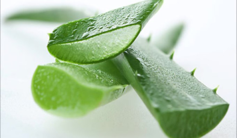 Aloe Vera 1