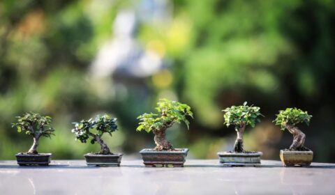cara membuat pot
