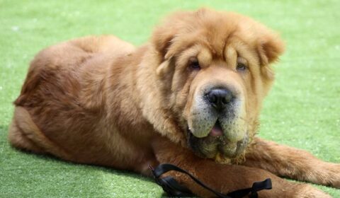 anjing tua