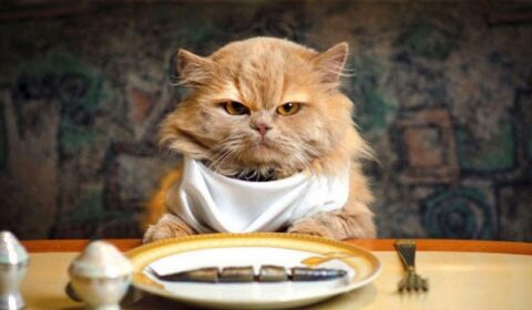 makanan kucing