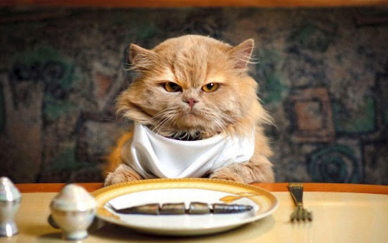 makanan kucing