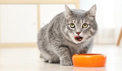 sistem pencernaan kucing